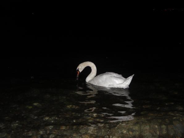 Лебедь ночной Женевы