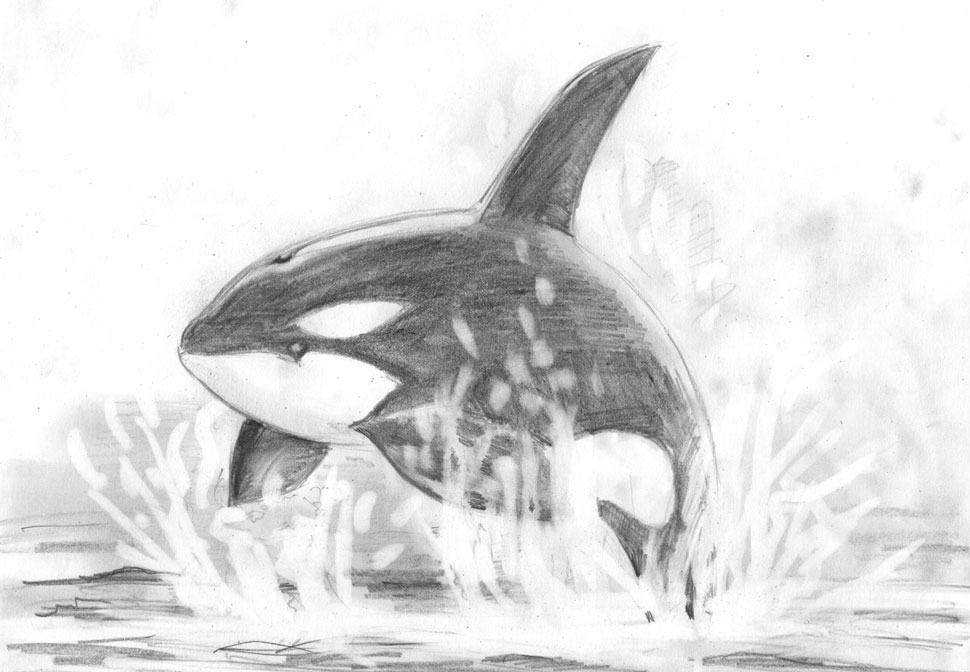 Касатка или кит-убийца