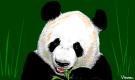 >> GIANT PANDA <<